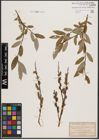 Foto von Salix daphnoides Vill. x Salix repens L.